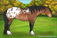 Horse Color:Bay Appaloosa 