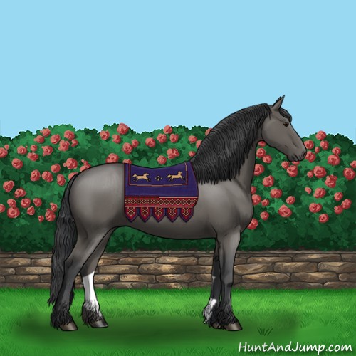 Horse Color:Black 