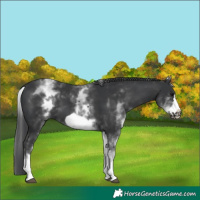 Horse Color:White Spotted Black Frame 