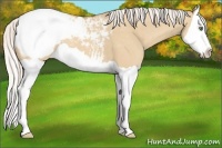 Horse Color:Silver Classic Champagne Dun Splash Snowcap 