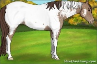 Horse Color:Classic Champagne Tobiano Near Fewspot 