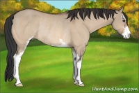 Horse Color:Brown Dun Sabino Rabicano