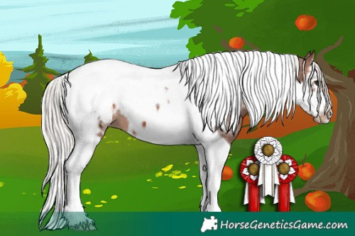 Horse Color:White Spotted Silver Brown Splash Tobiano Frame Appaloosa