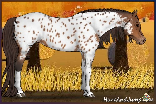 Horse Color:Buckskin Tobiano Near Leopard