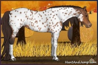 Horse Color:Buckskin Tobiano Appaloosa