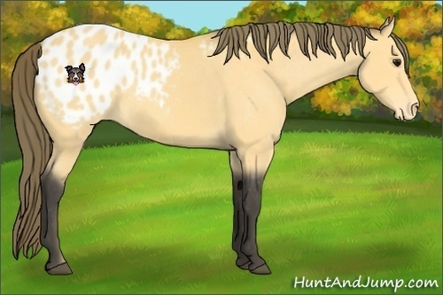 Horse Color:Buckskin Appaloosa 