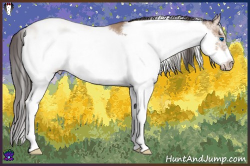 Horse Color:Amber Champagne Sabino Frame