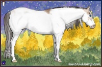 Horse Color:Amber Champagne Sabino Frame 