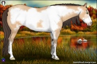 Horse Color:Amber Champagne Roan Frame 