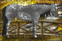 Horse Color:Gray Black Ice 