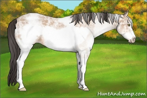 Horse Color:White Spotted Amber Champagne Ice Frame 