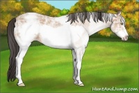 Horse Color:White Spotted Amber Champagne Ice Frame