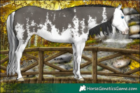 Horse Color:Grullo Sabino Splash 