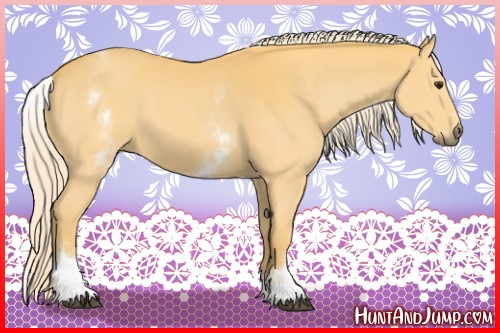 Horse Color:White Spotted Palomino Sabino 
