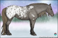Horse Color:Smoky Black Appaloosa 