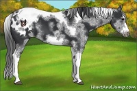 Horse Color:White Spotted Black Splash Tobiano Frame Appaloosa 