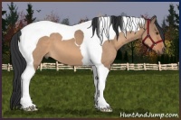 Horse Color:Brown Dun Tobiano