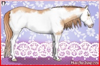 Horse Color:Gold Champagne Splash Frame 