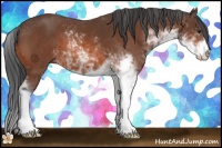 Horse Color:Bay Sabino 
