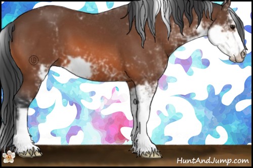 Horse Color:Bay Sabino