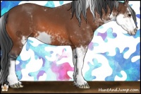 Horse Color:Bay Sabino 