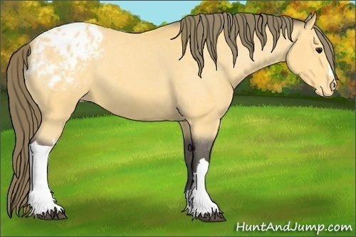 Horse Color:Buckskin Appaloosa 