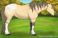 Horse Color:Buckskin Appaloosa 