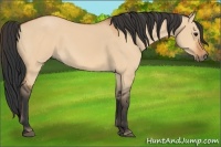 Horse Color:Bay Dun 