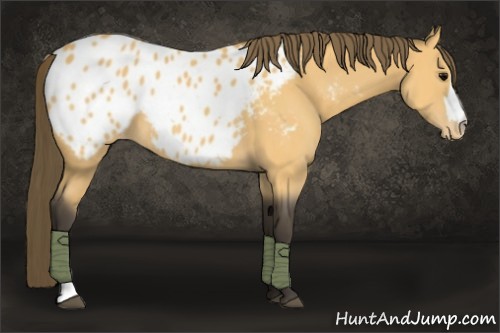 Horse Color:Buckskin Appaloosa 
