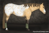 Horse Color:Buckskin Appaloosa 