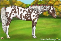Horse Color:Liver Chestnut Appaloosa 