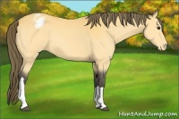 Horse Color:Buckskin Appaloosa