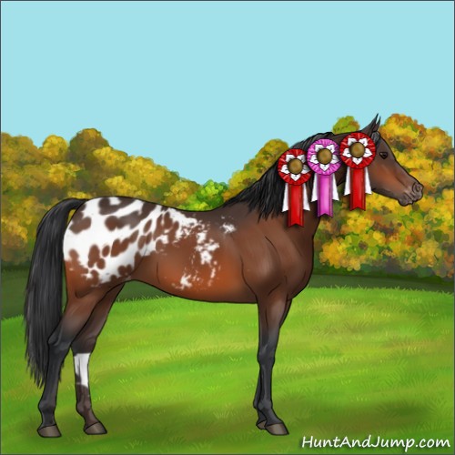 Horse Color:Brown Appaloosa 