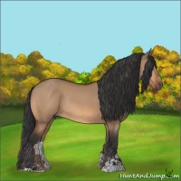 Horse Color:Bay Dun Sabino Rabicano 