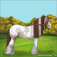 Horse Color:Classic Champagne Dun Sabino Tobiano Blanket Rabicano