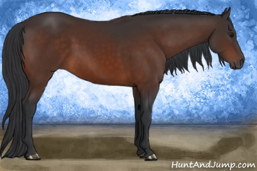 Horse Color:Brown 