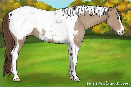Horse Color:Classic Champagne Sabino Tobiano Snowcap 