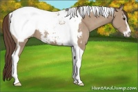 Horse Color:Classic Champagne Sabino Tobiano Snowcap 