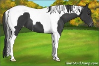 Horse Color:Black Tobiano Appaloosa 