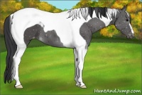 Horse Color:Black Tobiano Appaloosa 