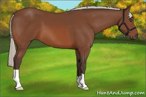 Horse Color:Silver Bay 