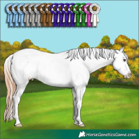 Horse Color:Classic Champagne Dun Tobiano Appaloosa 