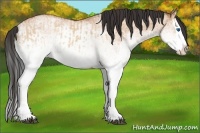 Horse Color:White Spotted Bay Dun Splash  and White Spotted Bay Dun Splash 