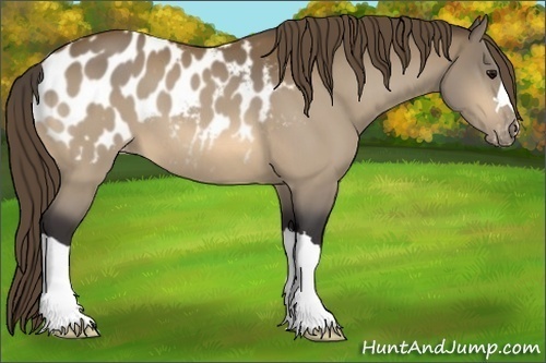 Horse Color:Buckskin Appaloosa 