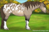 Horse Color:Buckskin Appaloosa