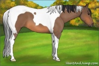Horse Color:Bay Roan Tobiano