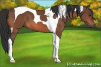 Horse Color:Bay Tobiano 