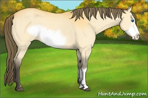 Horse Color:Buckskin Frame Appaloosa Rabicano 