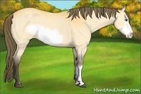 Horse Color:Buckskin Frame Appaloosa Rabicano