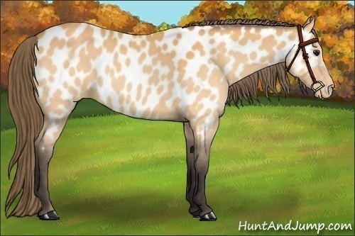 Horse Color:Buckskin Appaloosa 